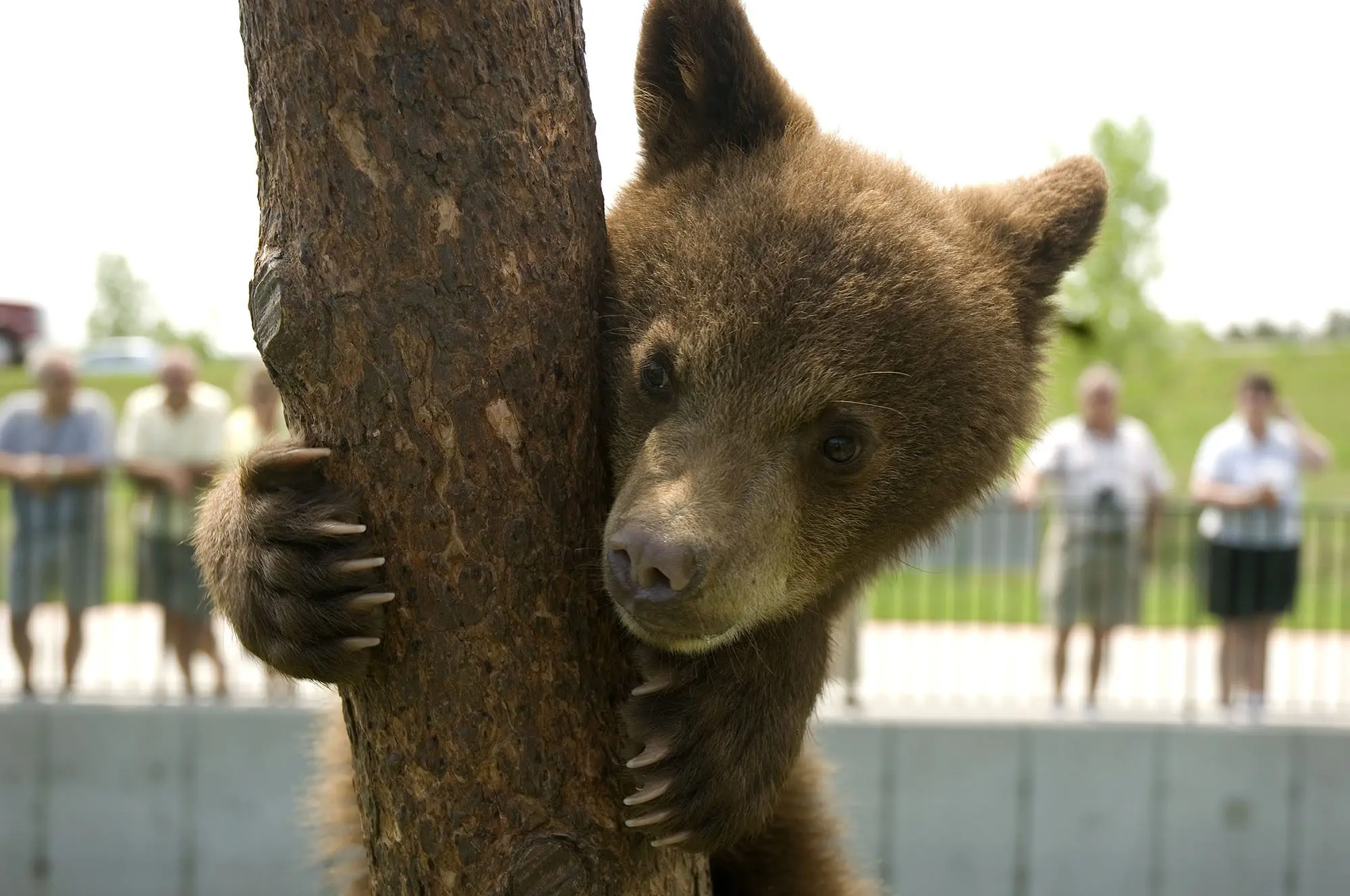 Drive-Through Wildlife Park | Rapid City, SD | Bear Country USA