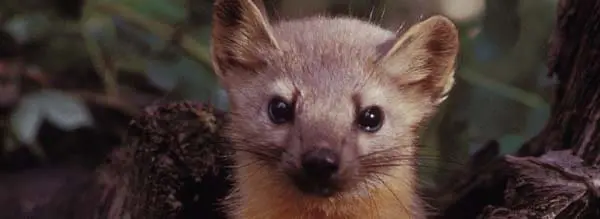 American Marten