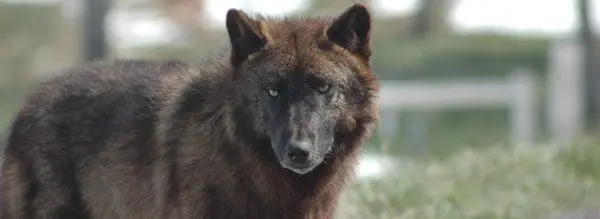 Timber wolf