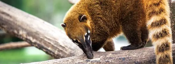 Coatis
