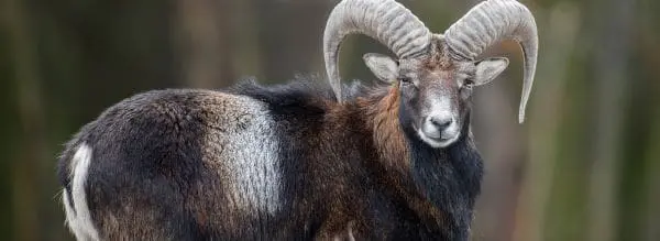 Mouflon