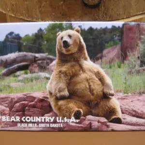 Magnet- "Tank" Grizzly Bear Sitting