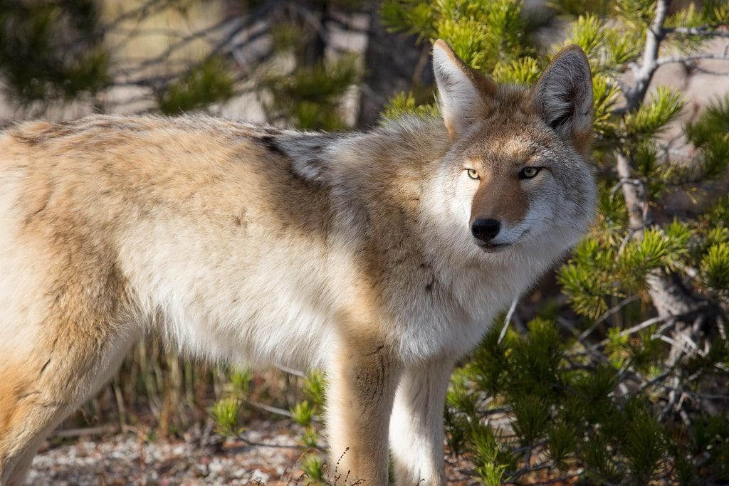 Animals of Bear Country | Rapid City, SD | Bear Country USA