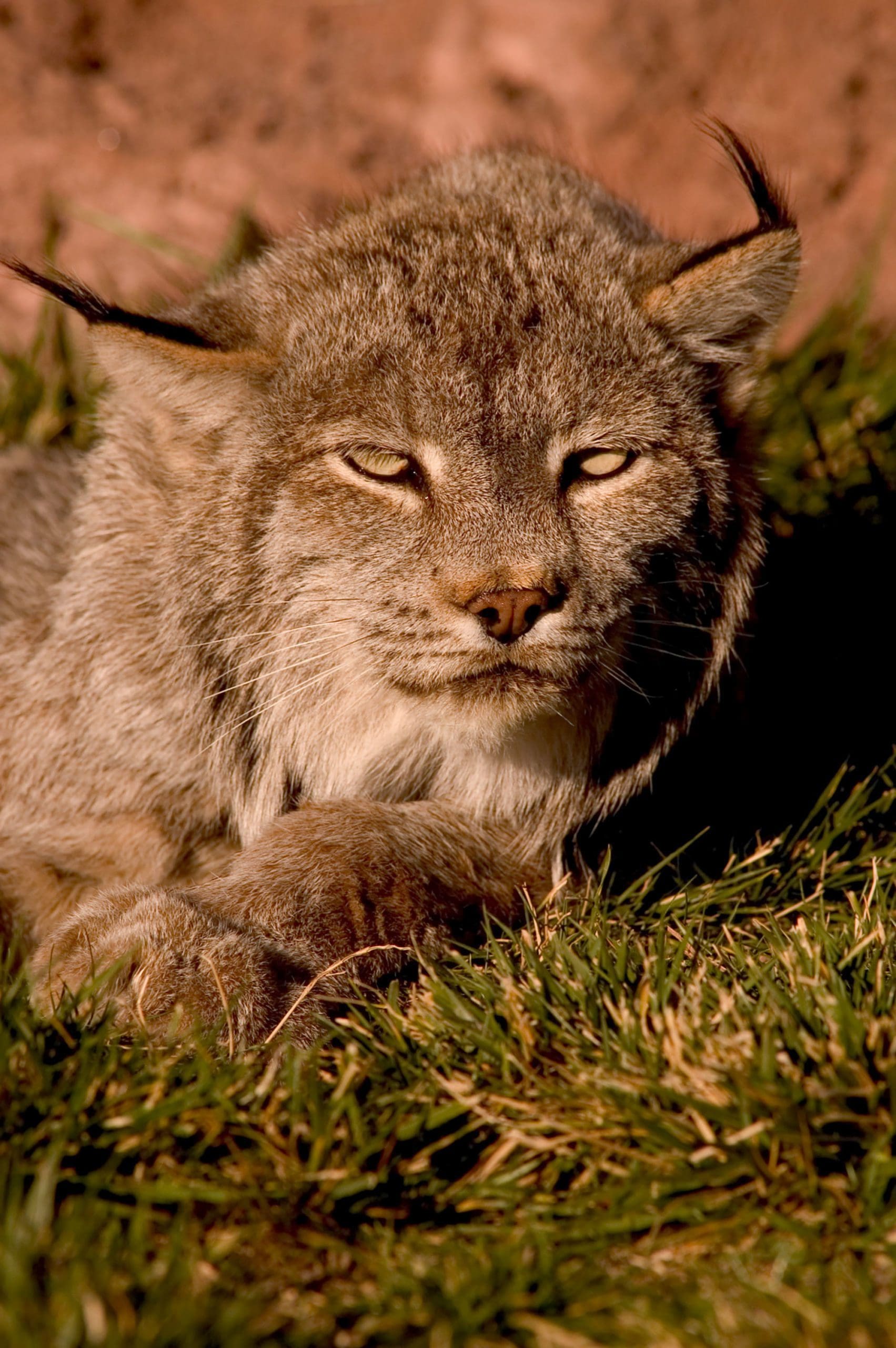 View Our Gallery | Rapid City, SD | Bear Country USA