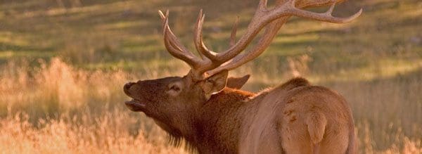 elk