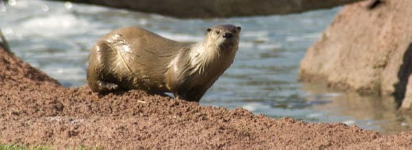 river otter