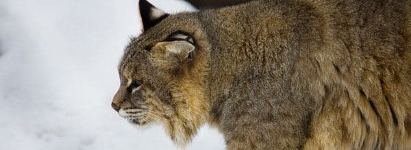 Plagues of lemmings driven by winter breeding