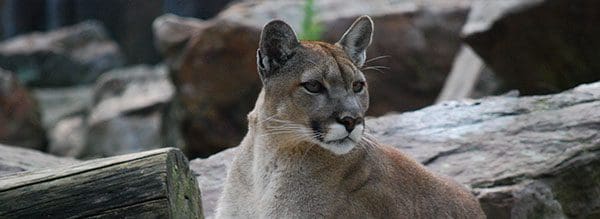 mountain lion