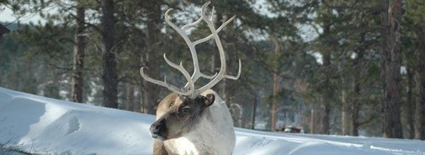 reindeer