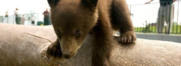 Baby bear climbing on a tree