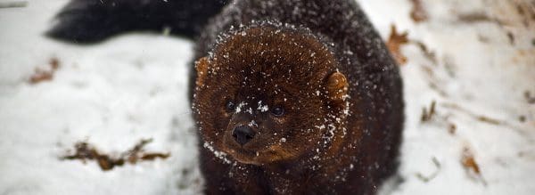 Fisher in the snow