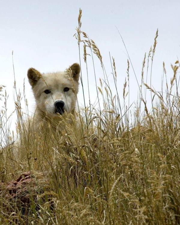 White Wolf Looking Through Grass