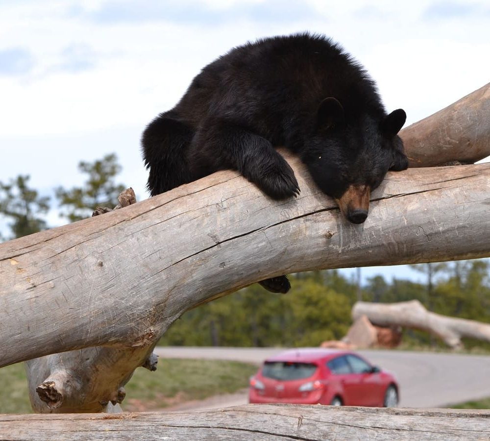 Bear cub climbing on a tree at Bear Country