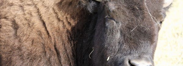 Close up view of bull buffalo face